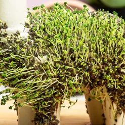 Lama bloempot met zaadjes