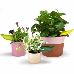 Leaflow bewateringstunnel (set van 3)