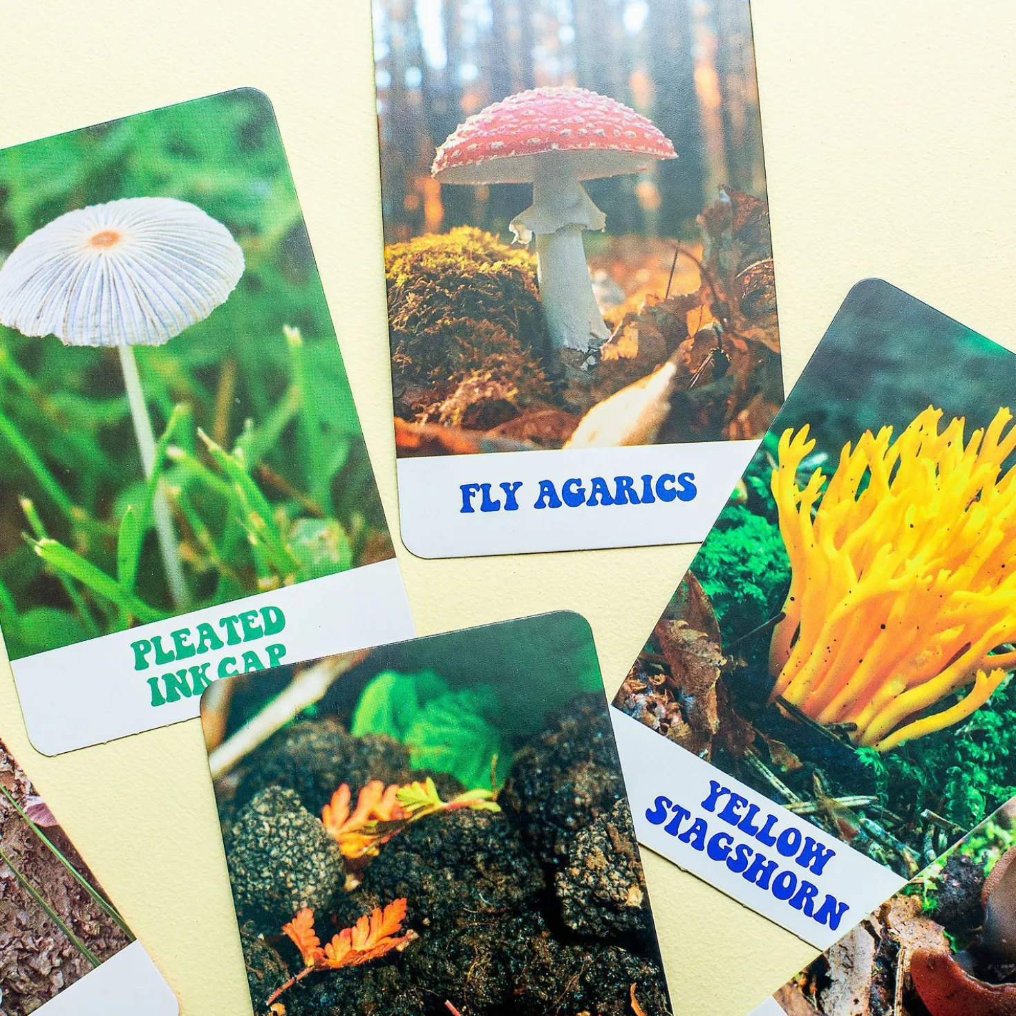 The Wonderful World of Mushrooms kaarten