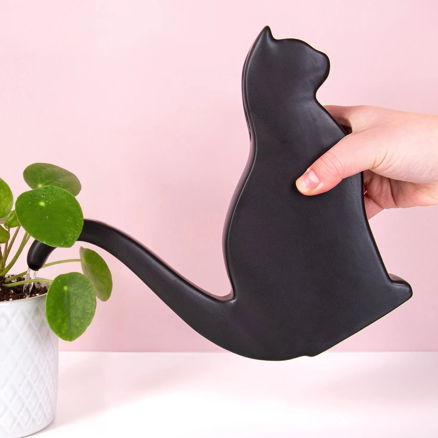 Zwarte kat gieter